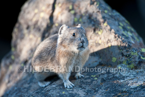 American Pika