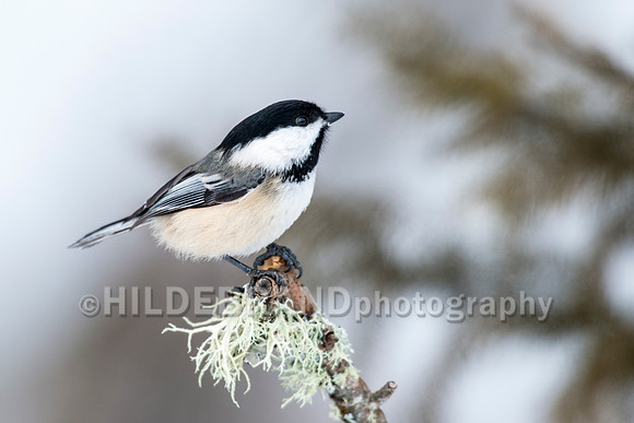 Black-capped Chickadee
