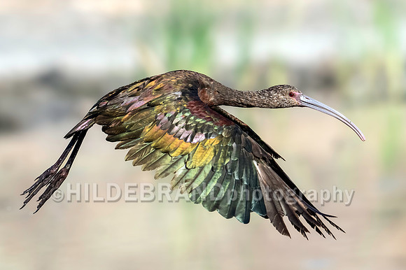 White-faced Ibis