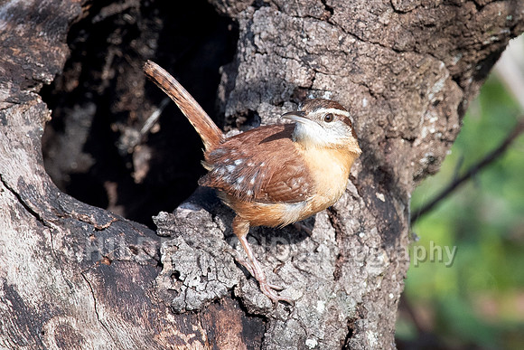 Carolina Wren