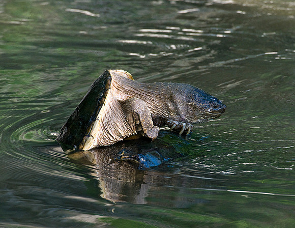 Snapping Turtle's Fighting