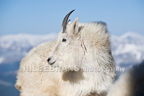 Mountain Goat