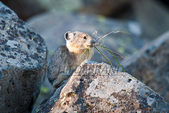 American Pika