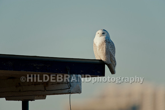 Snowy Owl