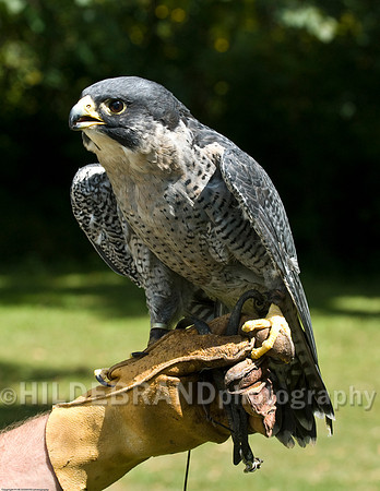 Peregrine Falcon - Peale's