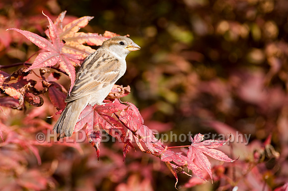 House Sparrow