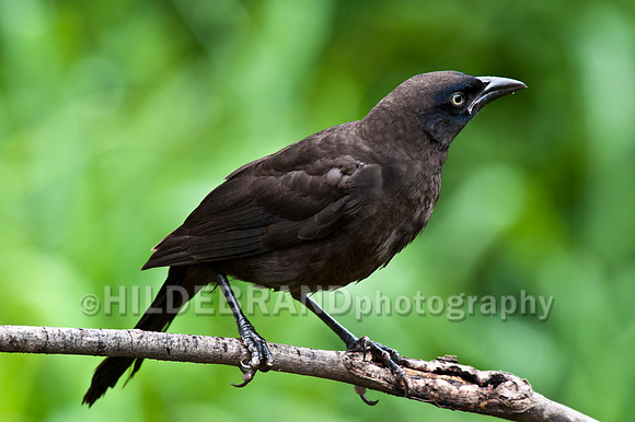 Common Grackle