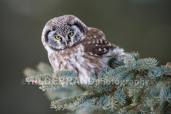 Boreal Owl