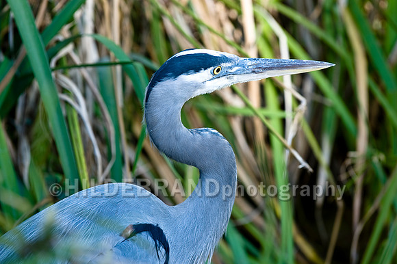 Great Blue Heron