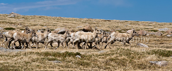 Rocky Mountain Bighorn Sheep