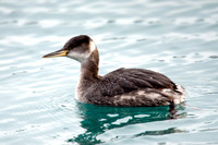 Red-necked Grebe