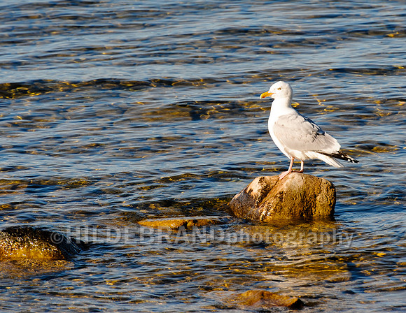 Herring Gull