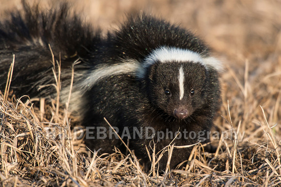 Skunk