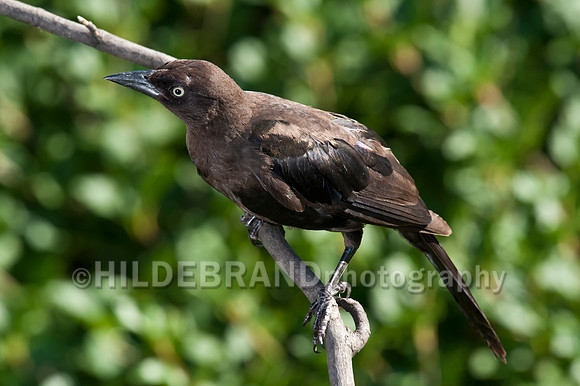 Common Grackle