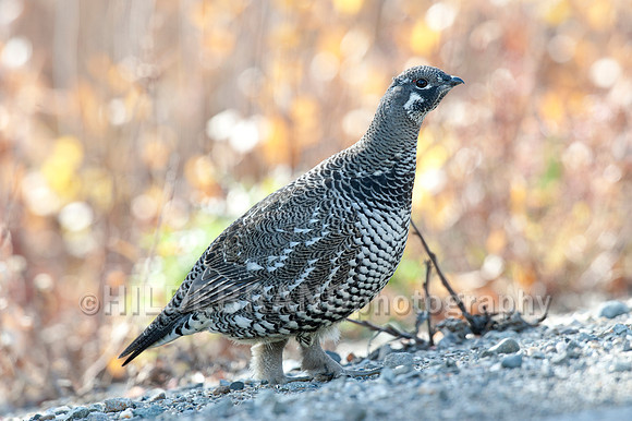 Spruce Grouse