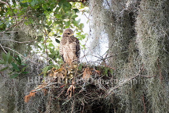 Red-shouldered hawk