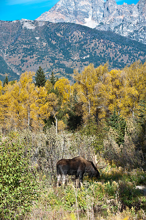 Tetons Moose