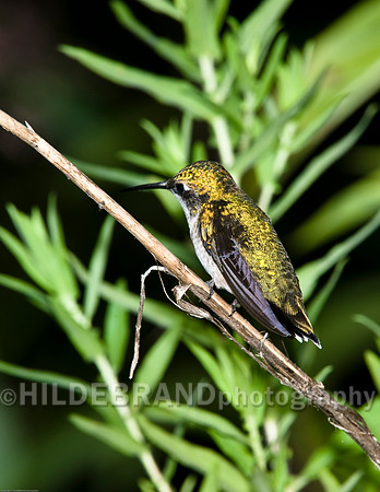 Ruby-Throated Hummingbird