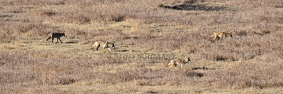 Coyote Pack