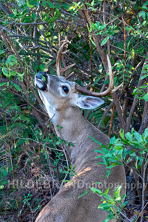 Key Deer