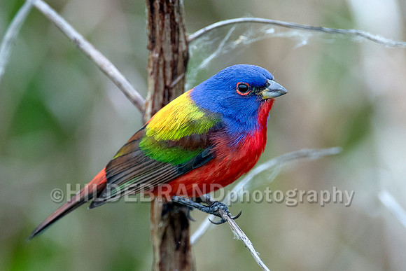 Painted bunting