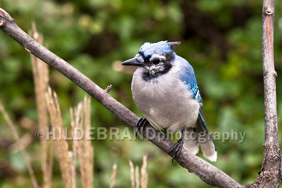 Blue Jay - Juvenile