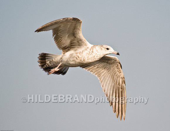 Ring-Billed Gull - Juvenile