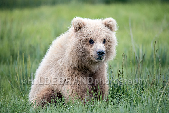 Teddy Bear