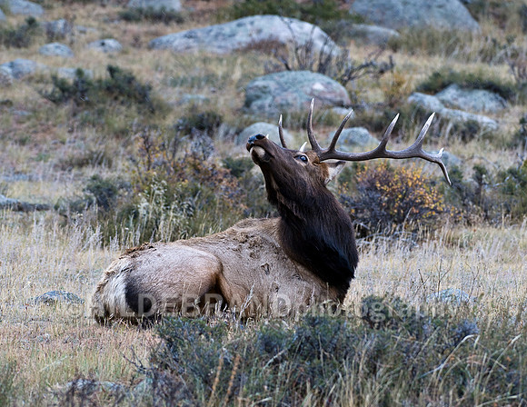Bull Elk