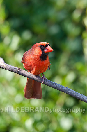 Cardinal