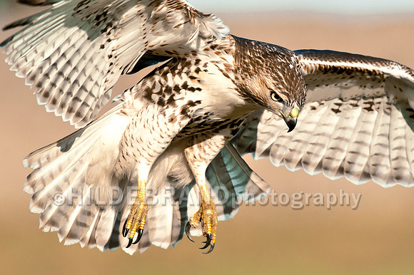 Immature Red-tailed Hawk