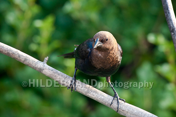 Brown-headed Cowbird