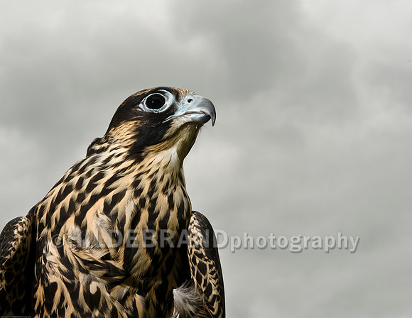 Peregrine Falcon