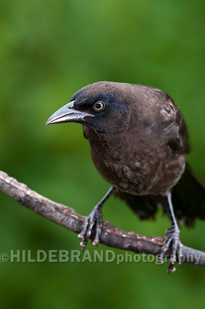 Common Grackle"