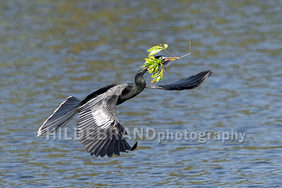 Anhinga