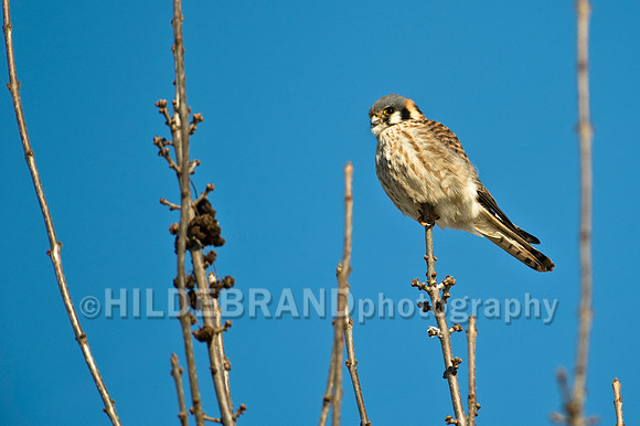 American Kestrel