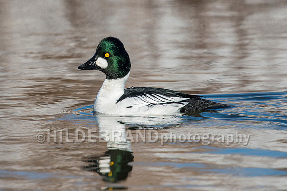Common Goldeneye