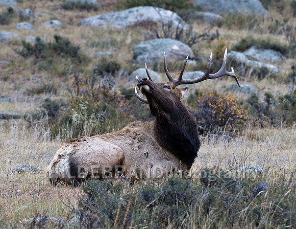 Bull Elk