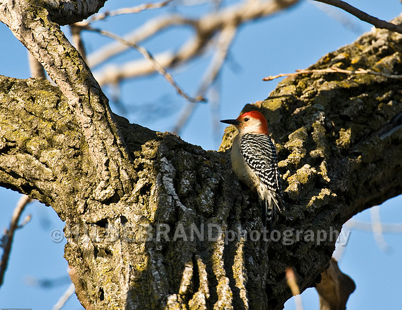 Red-Bellied Woodpecker