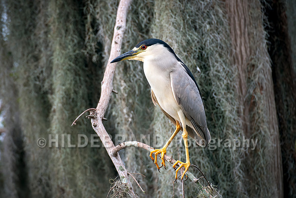 Black-crowned Night-Heron