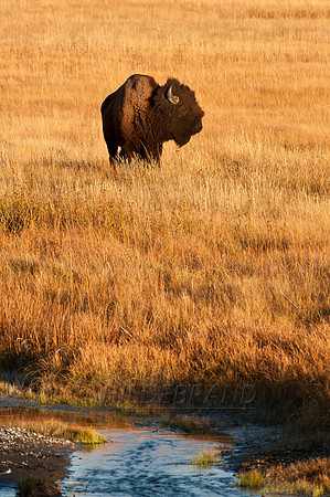 Bison