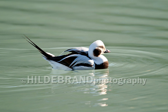 Long-tailed Duck