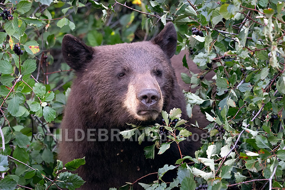 Black Bear