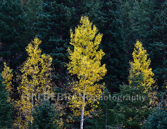 Light on Aspens