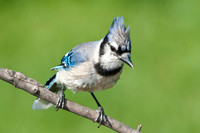 Blue Jay