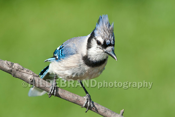 Blue Jay