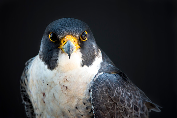Peregrine Falcon