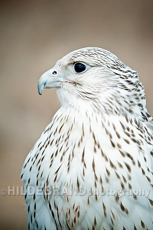 Gyrfalcon