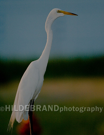Great Egret