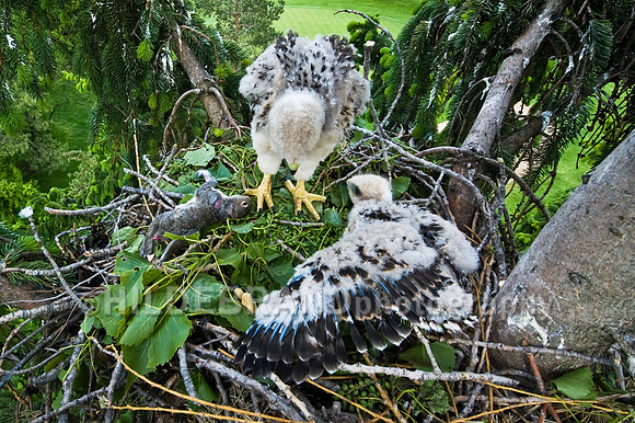Showing off new Wing Feathers
